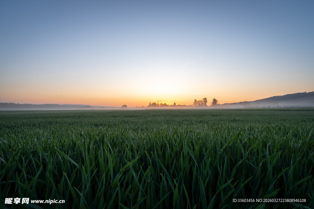 日出下的葱郁田野