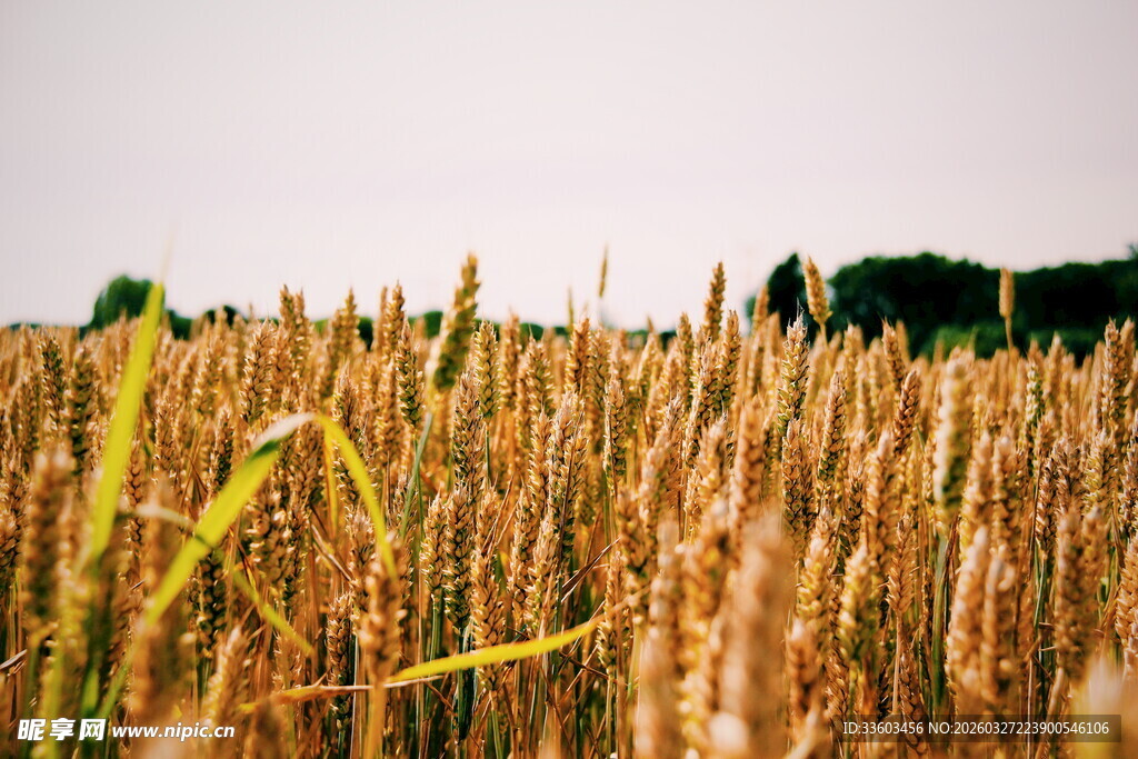 金黄麦田