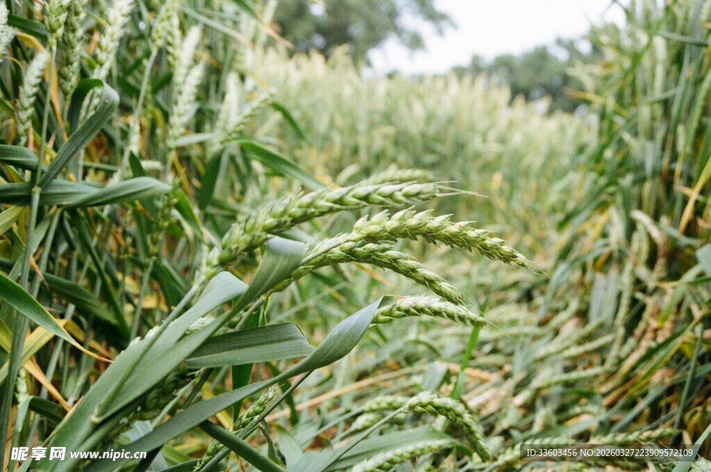 麦田里的饱满麦穗