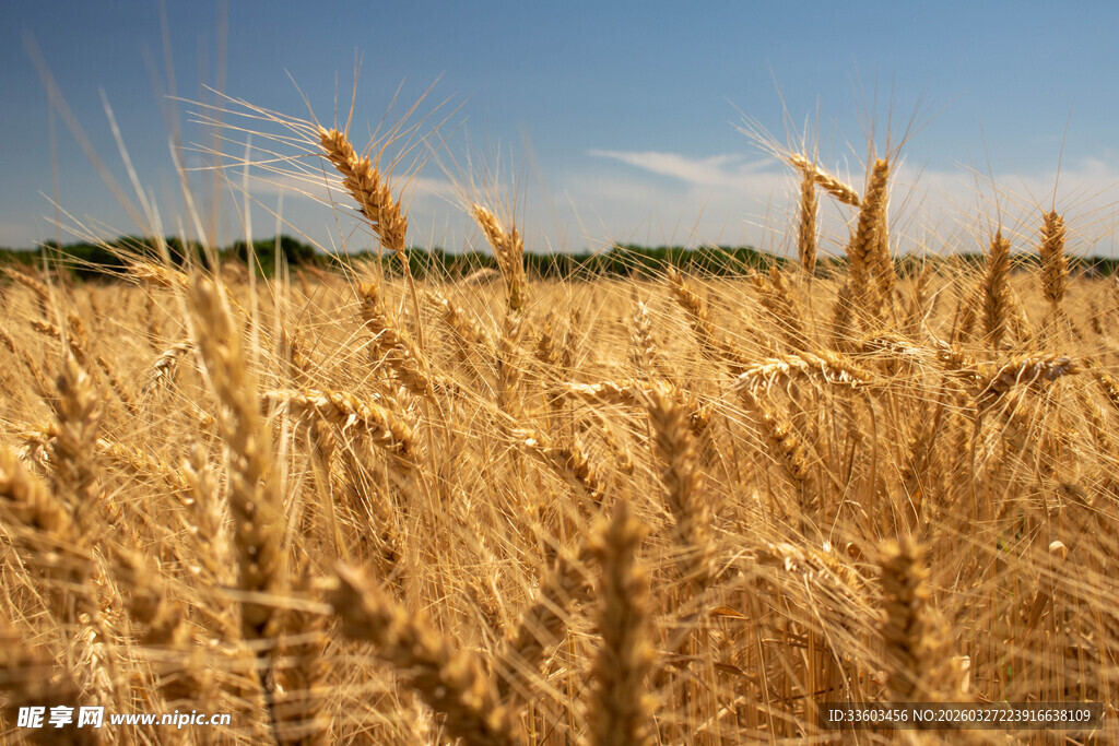金黄麦田