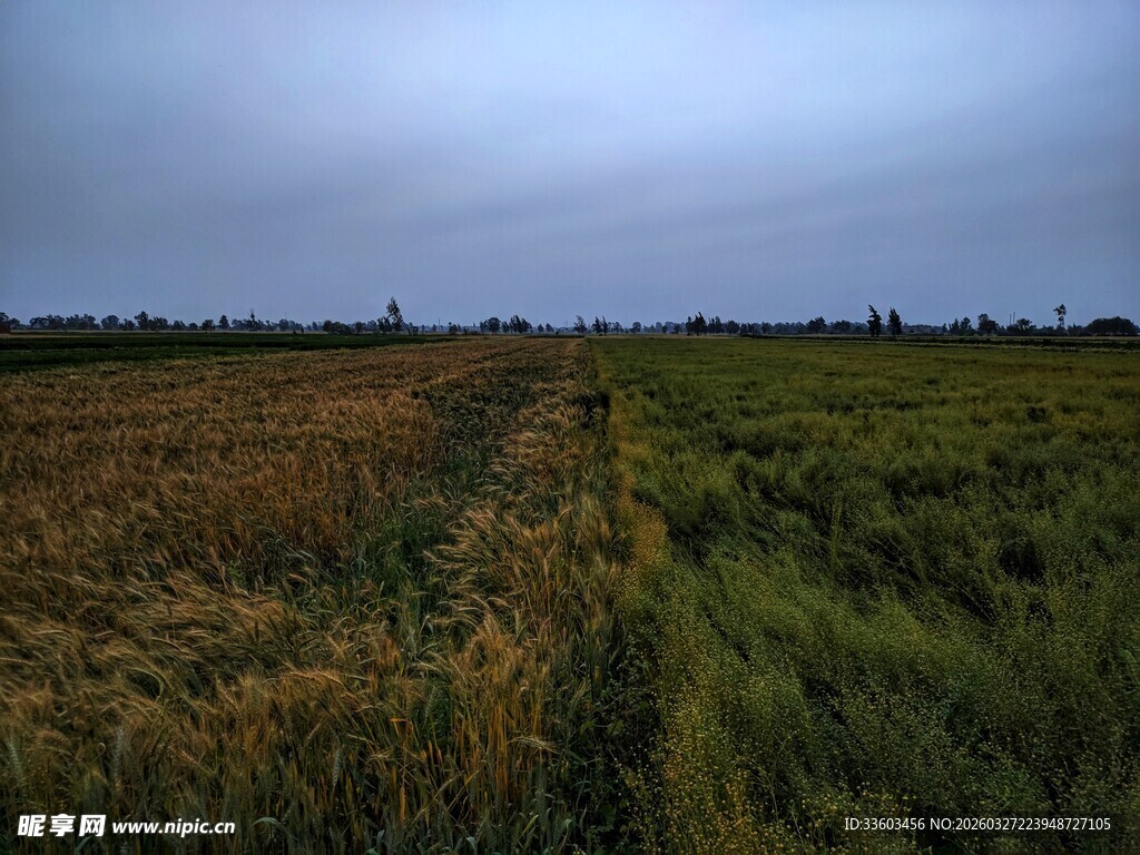 黄绿相间景色美