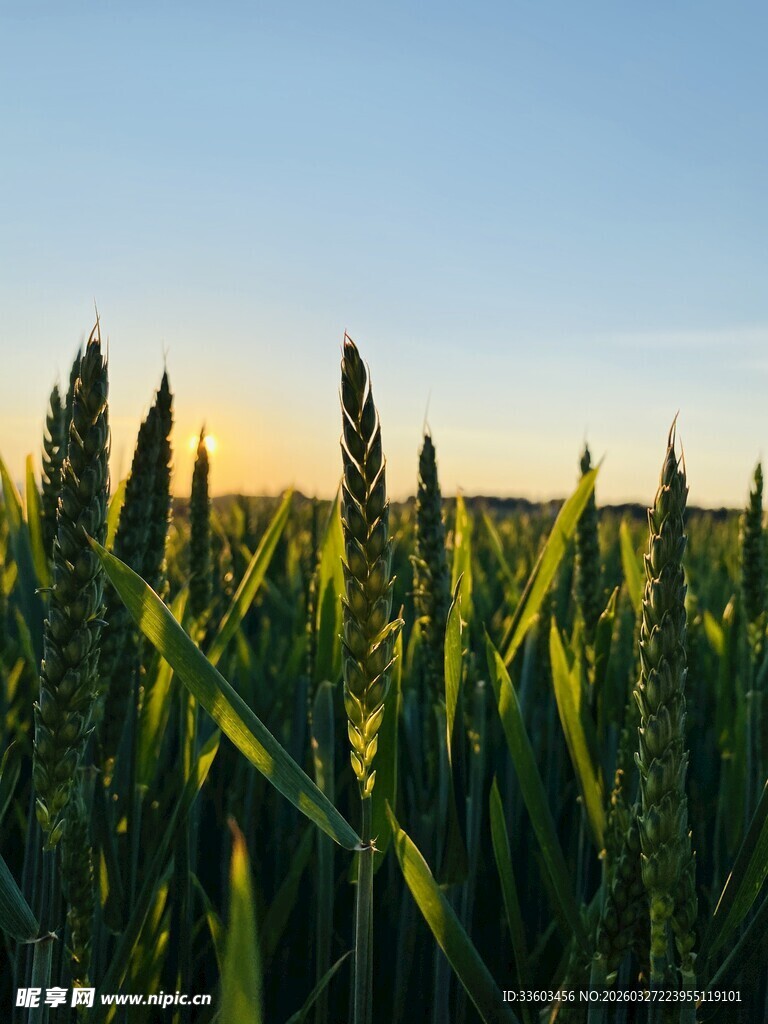 夕阳下的麦田美景