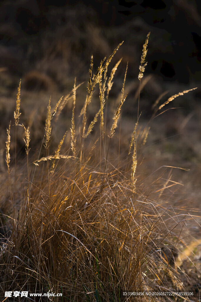 夕阳下的金黄野草