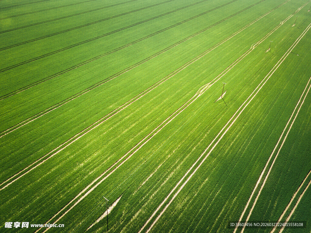 翠绿田野间的交错线条