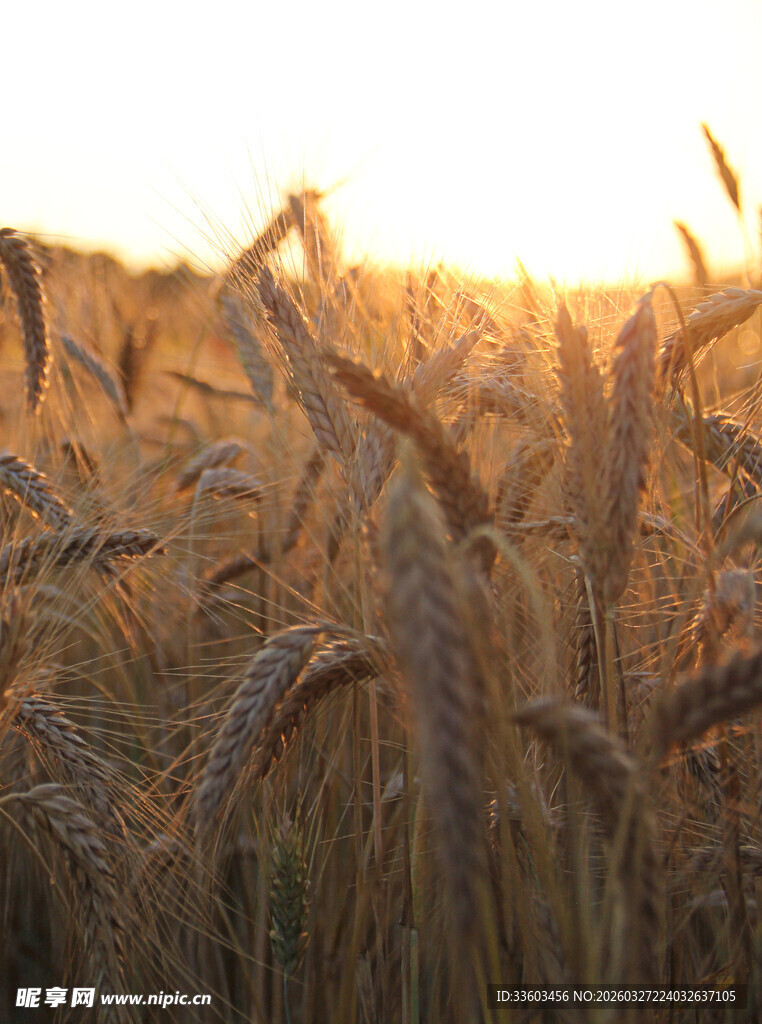 夕阳下的金黄麦田