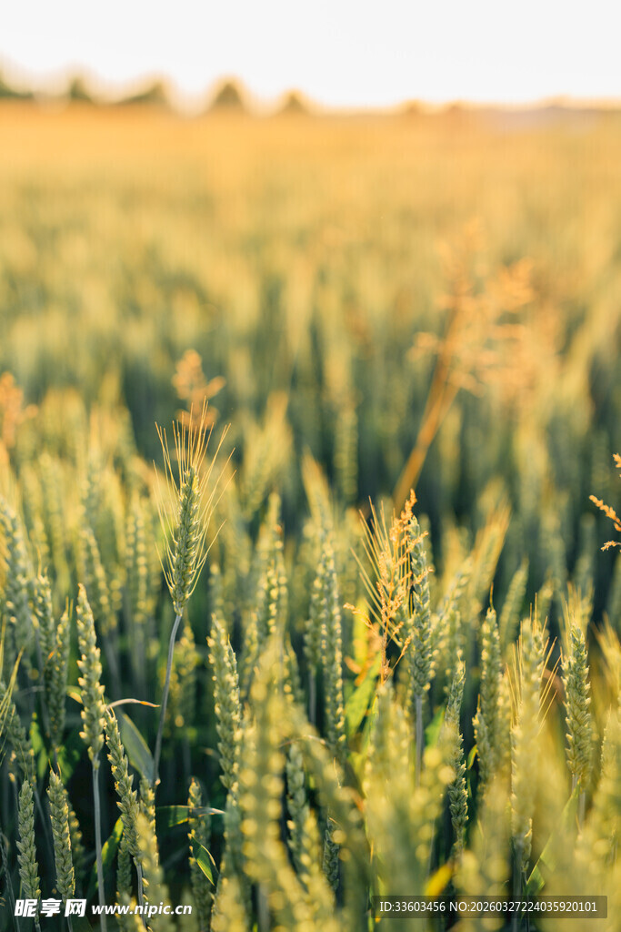 阳光下的丰收景象