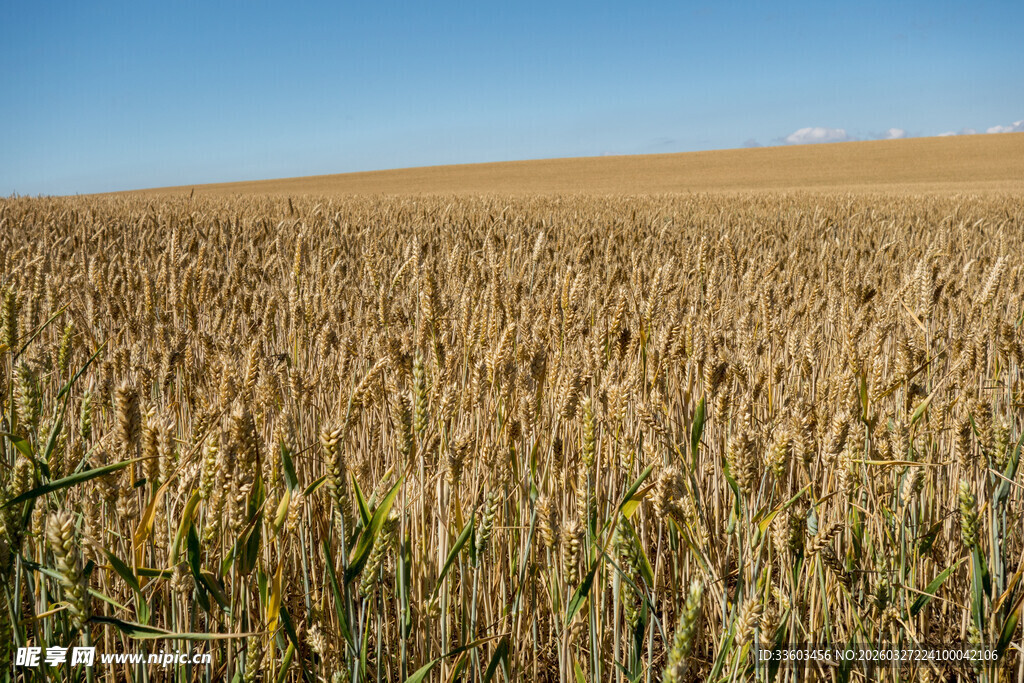 金黄麦田