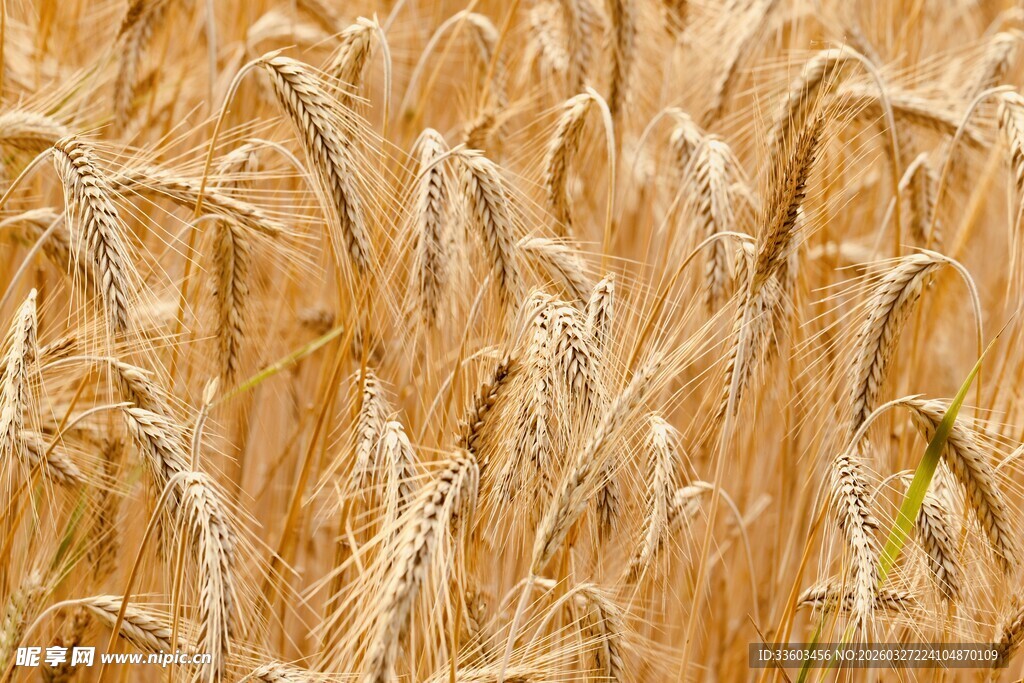 饱满麦穗