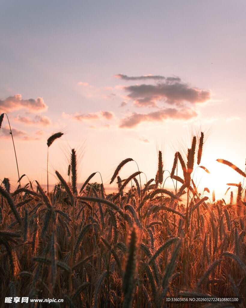 夕阳下的金黄麦田
