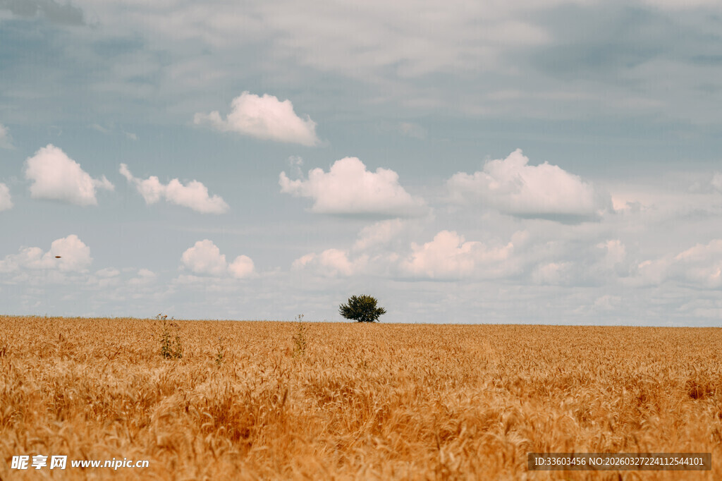 金黄麦田中的孤独小树
