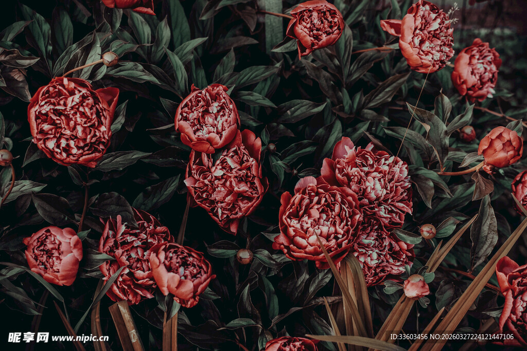 深红花朵簇拥的植物景观