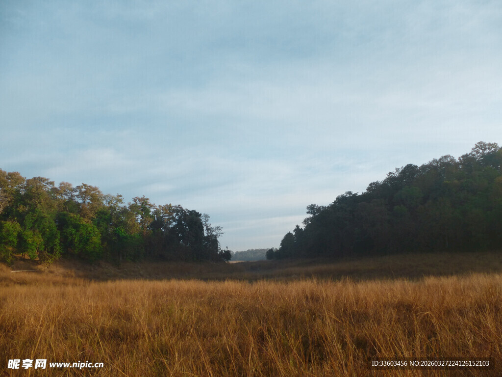 广袤田野与远处葱郁树林