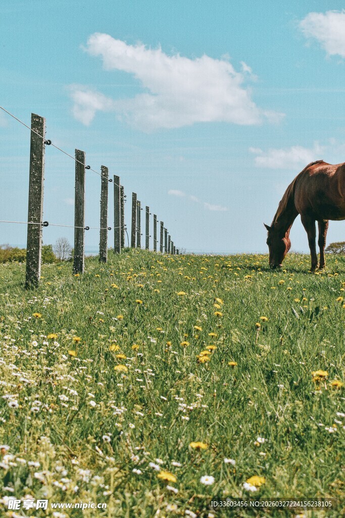 草原上独自吃草的骏马