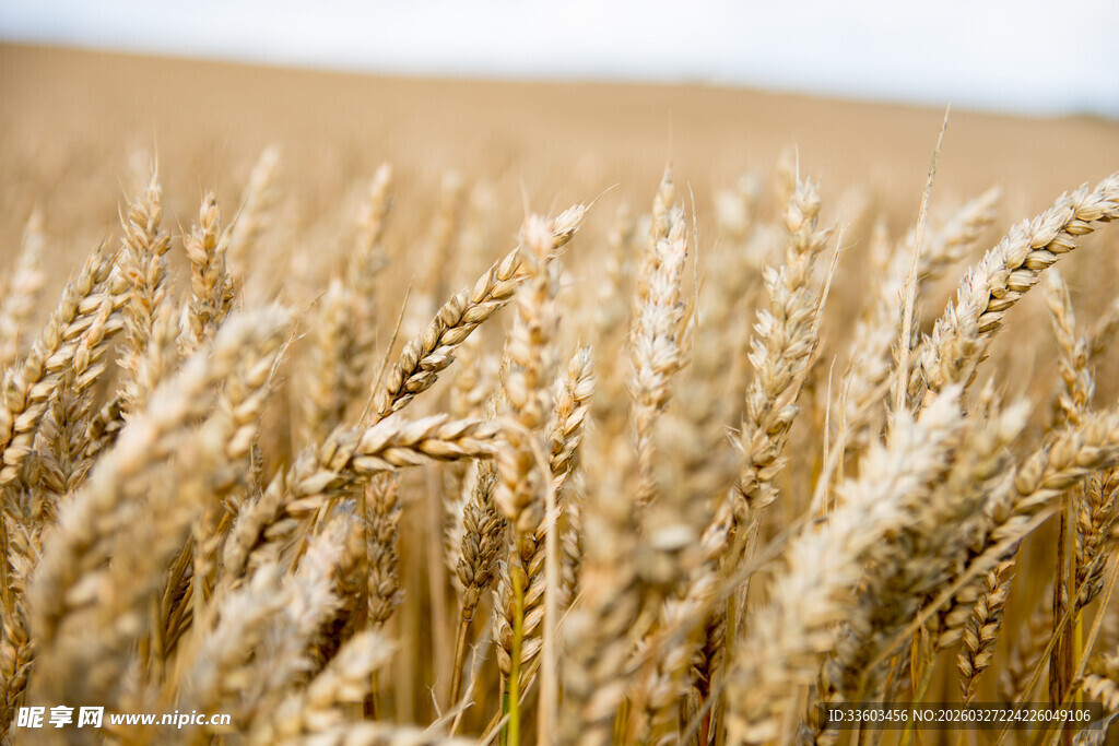 丰收的希望景象