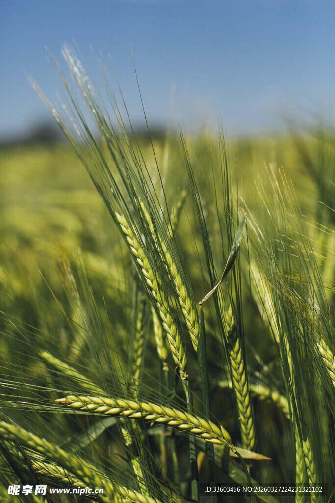 绿意盎然的生机