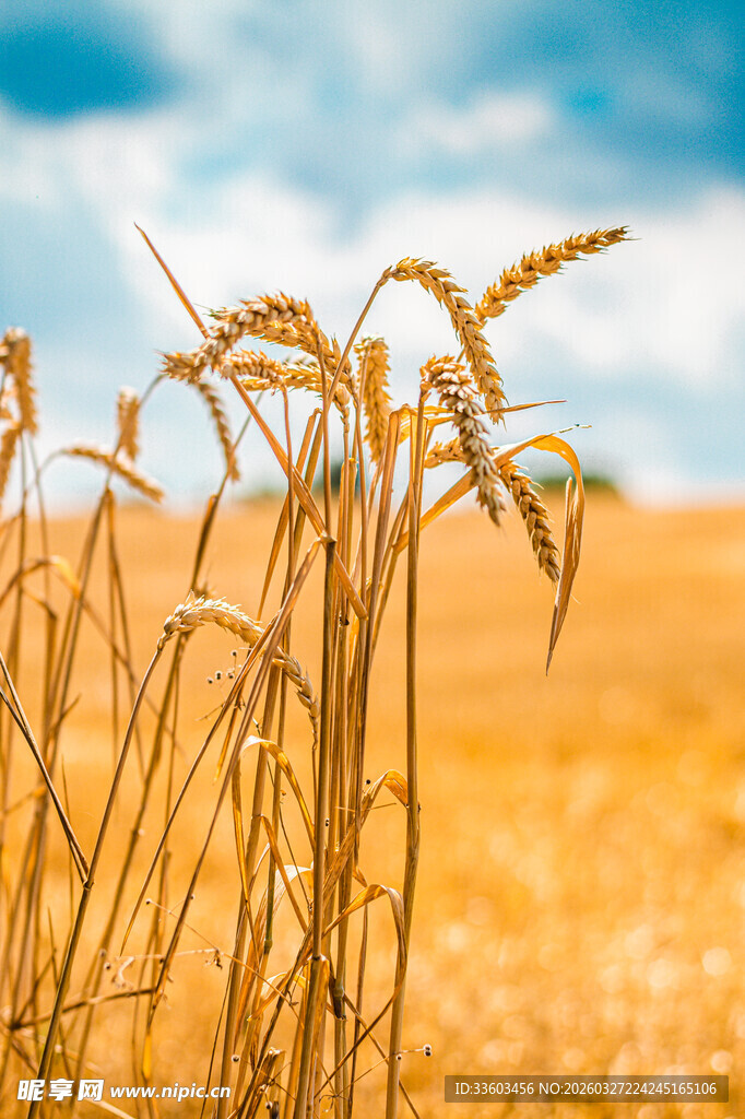 麦穗在风中摇曳