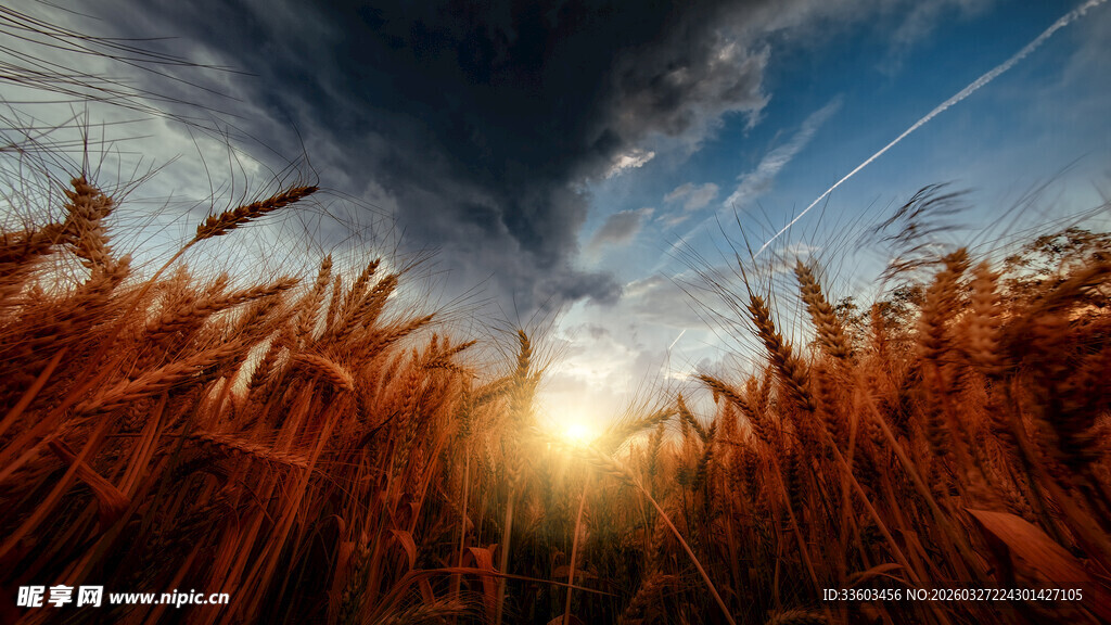 麦田日落美景