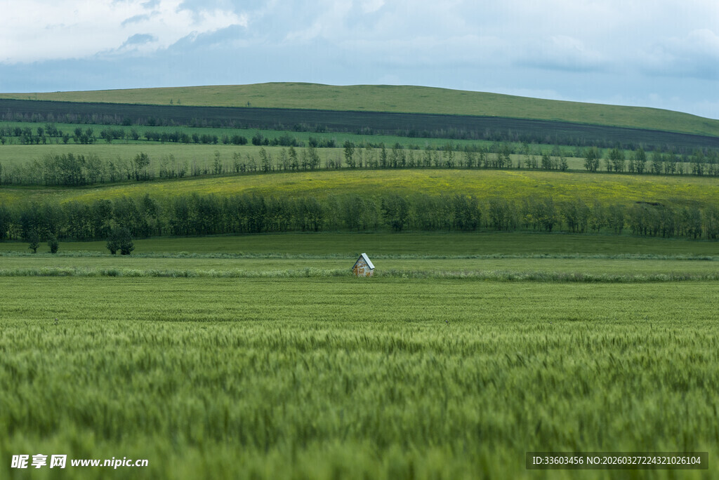 广袤绿野中的孤独身影