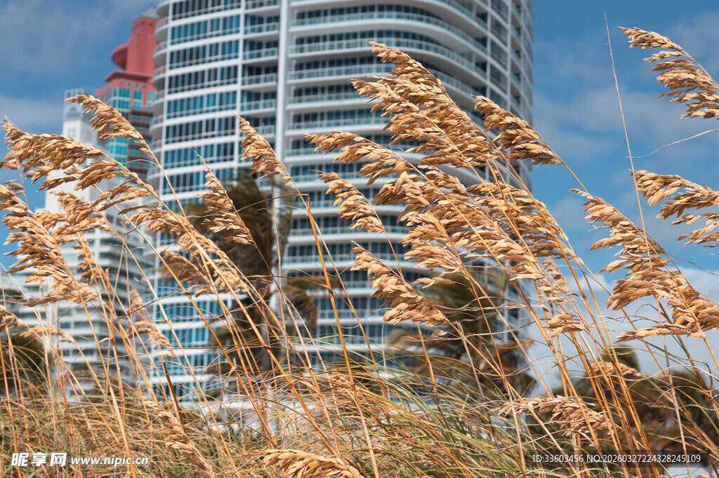 高楼前的金黄芦苇景观