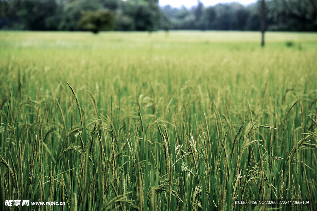 广袤绿野中的蓬勃生机