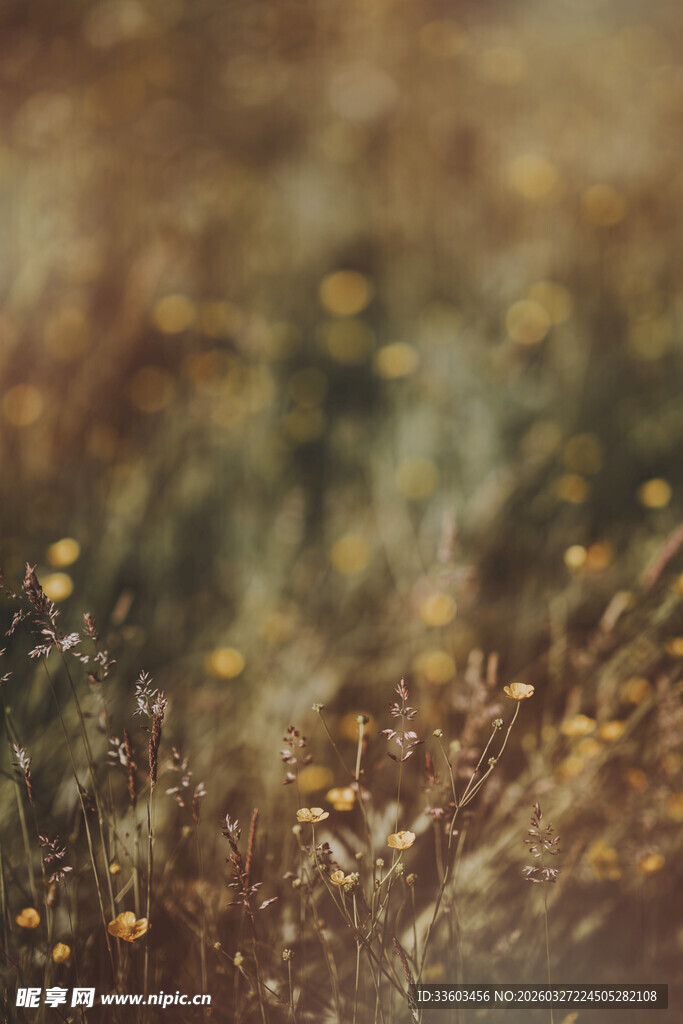 金黄野花的自然微观景致