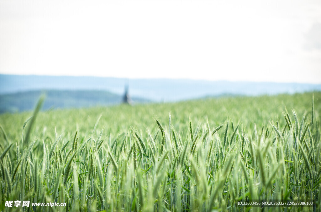 绿色麦田
