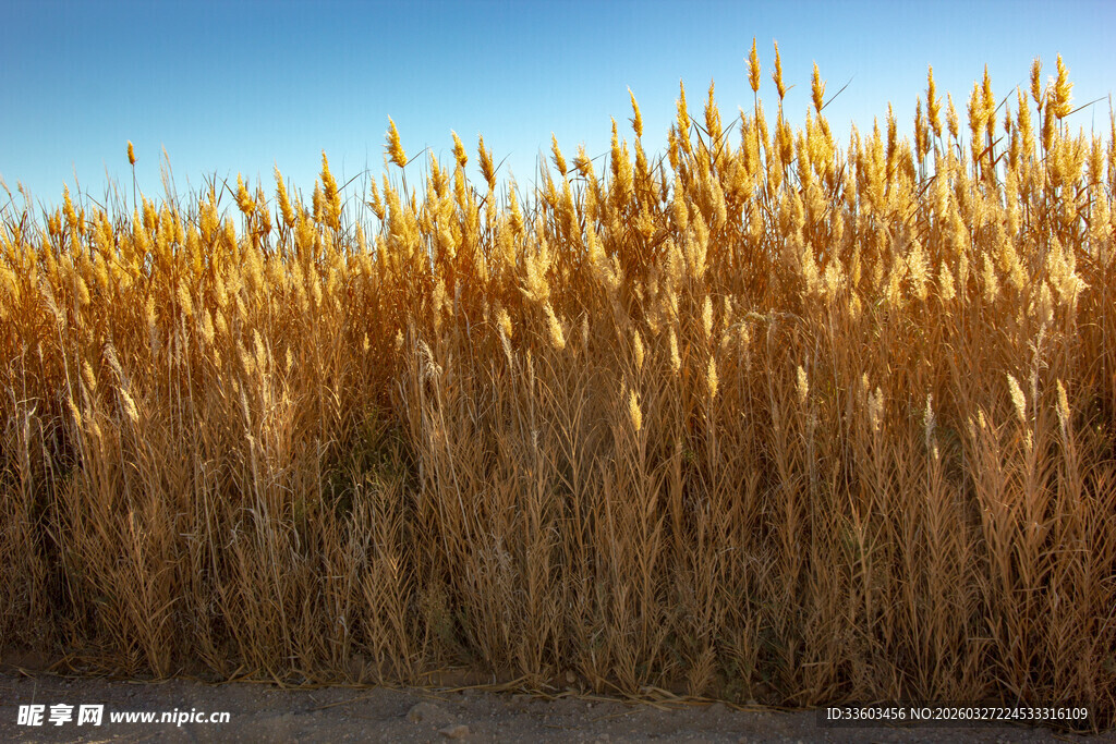 金黄麦田田园风光