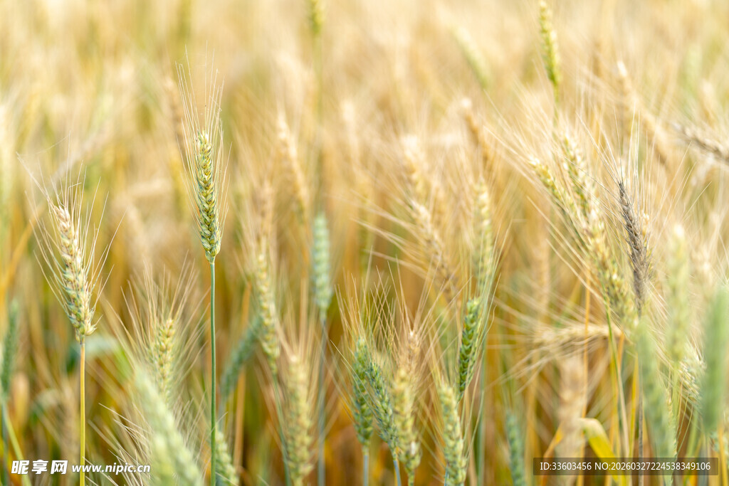 金黄麦田丰收