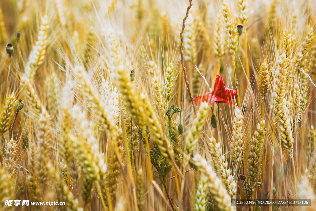 麦田中独绽的红色花朵