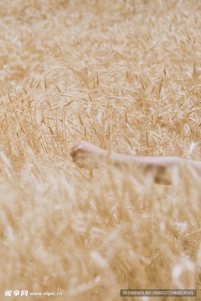 金黄毛绒地毯特写