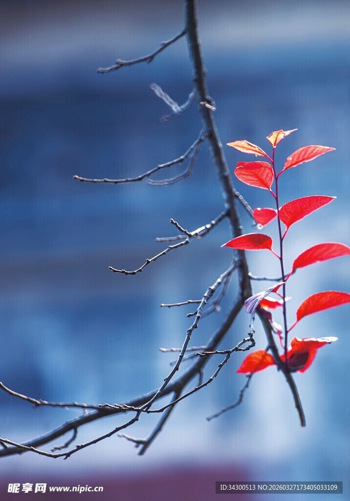 枝头红叶片片显秋意