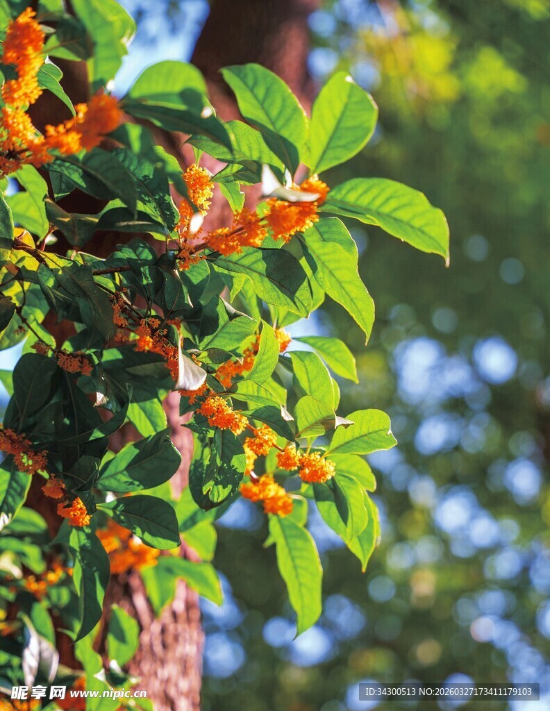 枝头橙花绿叶相映成趣