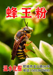 蜂王粉