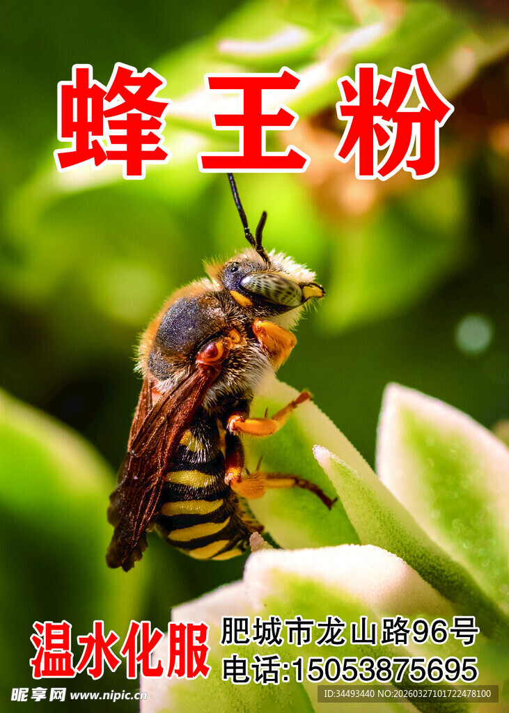 蜂王粉
