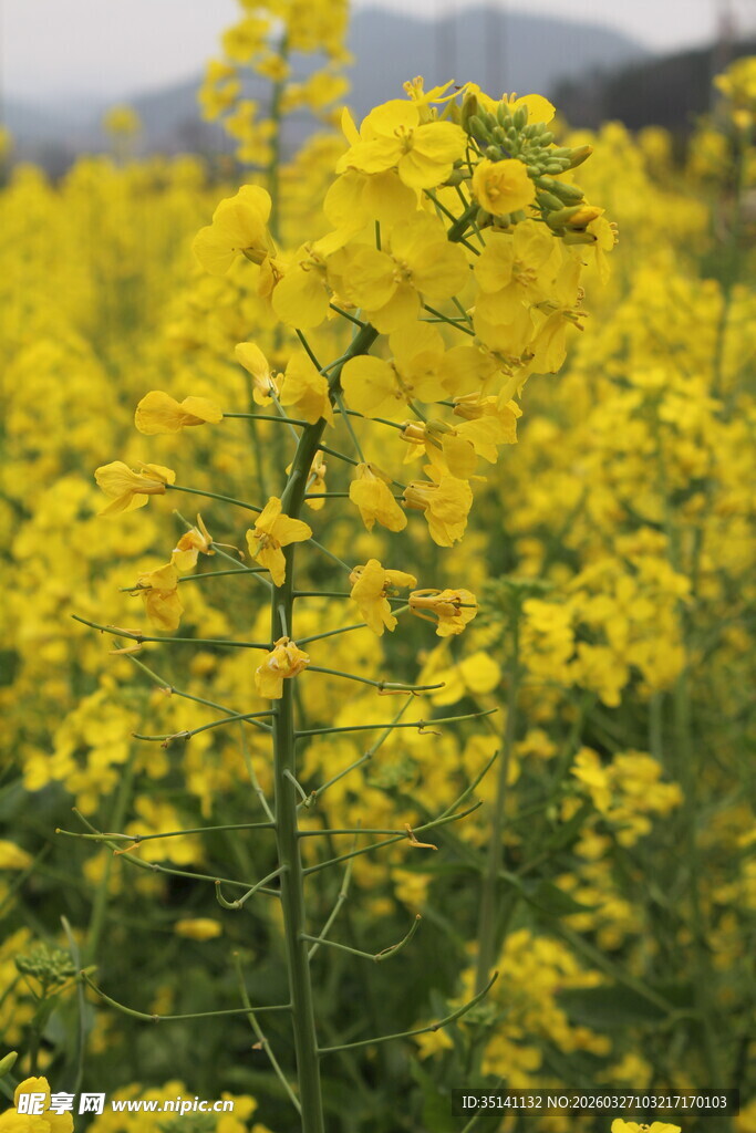 油菜花田