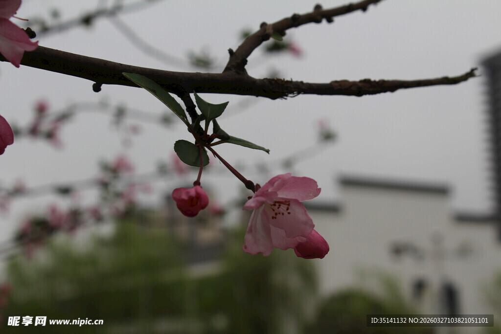垂丝海棠
