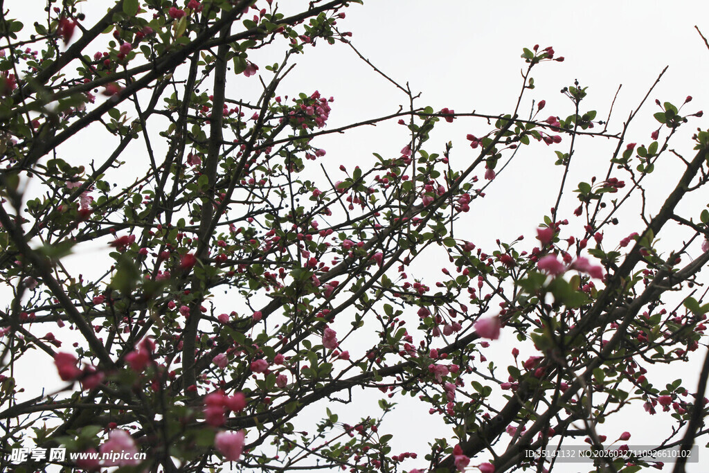 垂丝海棠