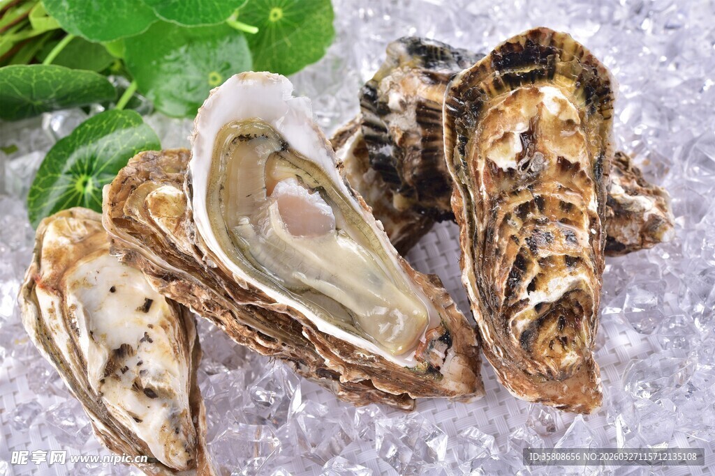 生蚝