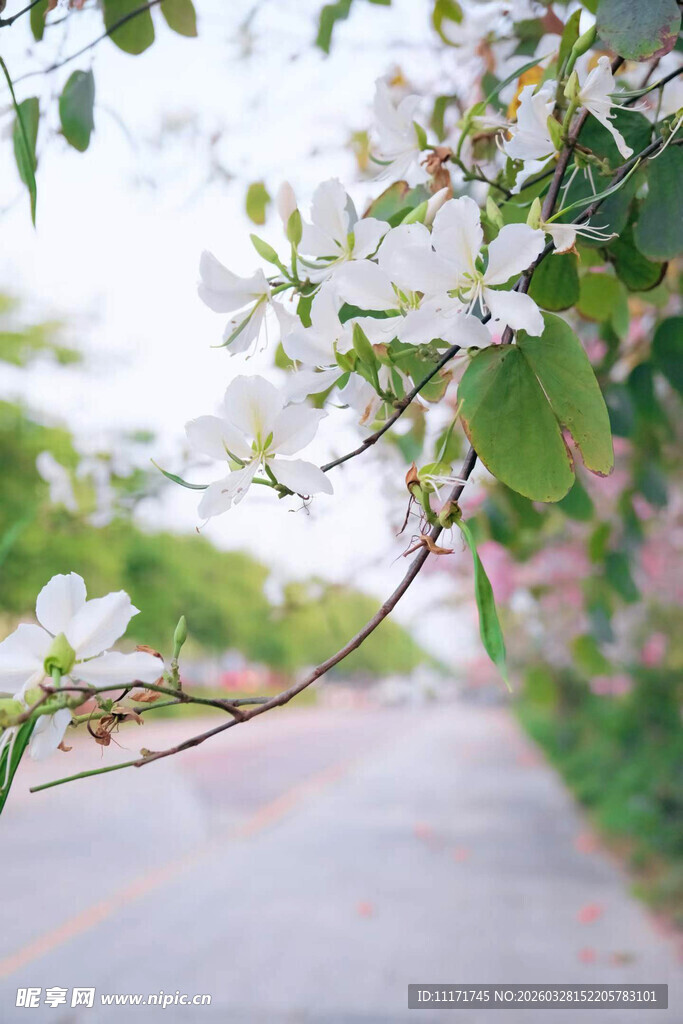 路边绽放的白色花枝