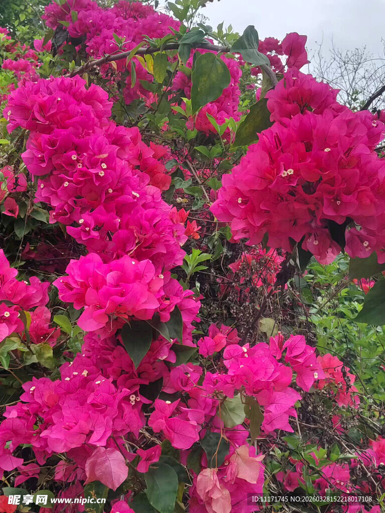 艳丽三角梅绽放