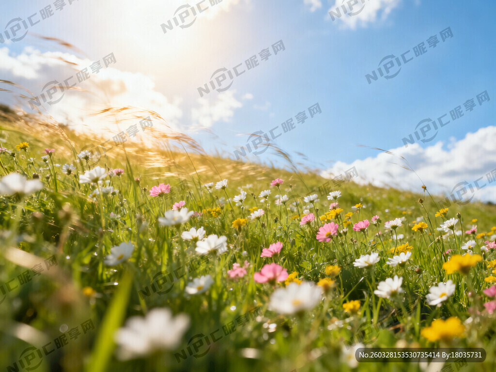 蓝天白云绿草地   夏日的阳光