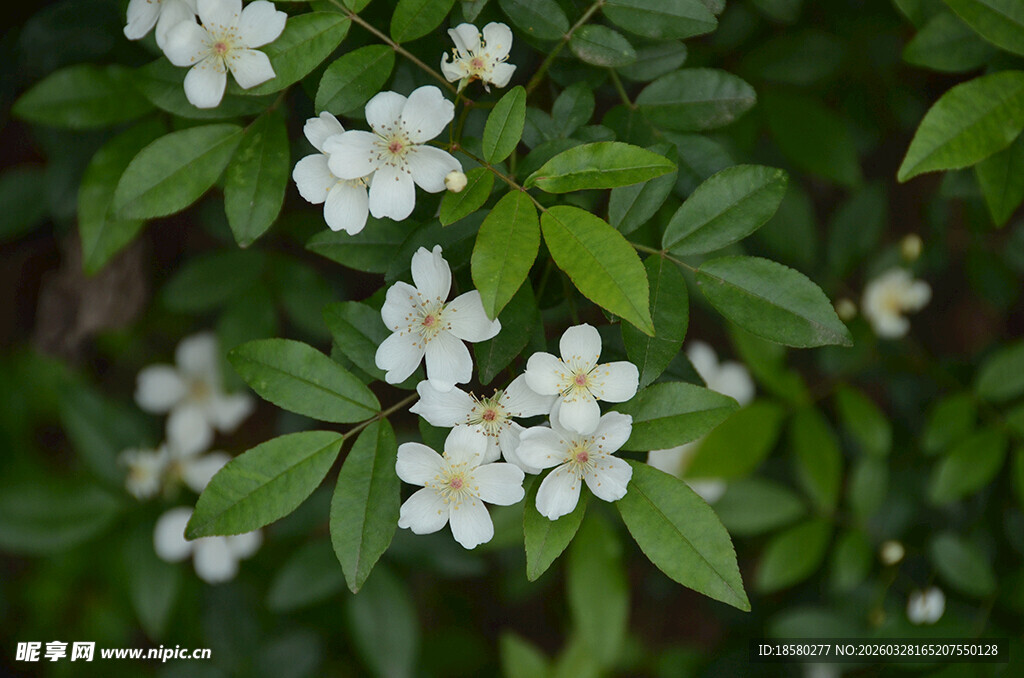 洁白小花七里香绽放绿叶间