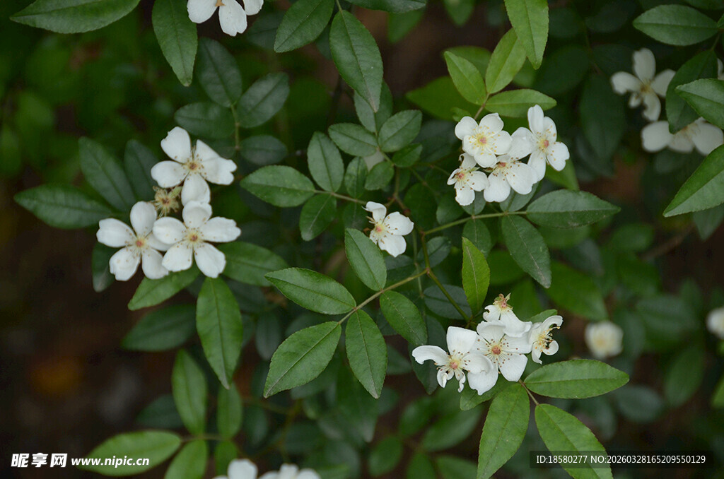 洁白七里香绽放绿叶间