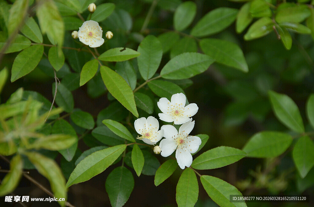 绿叶丛中的白色七里香小花