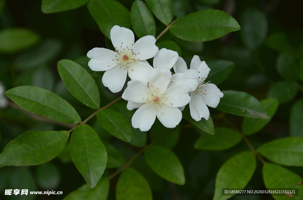 洁白七里香小花绽放绿叶间