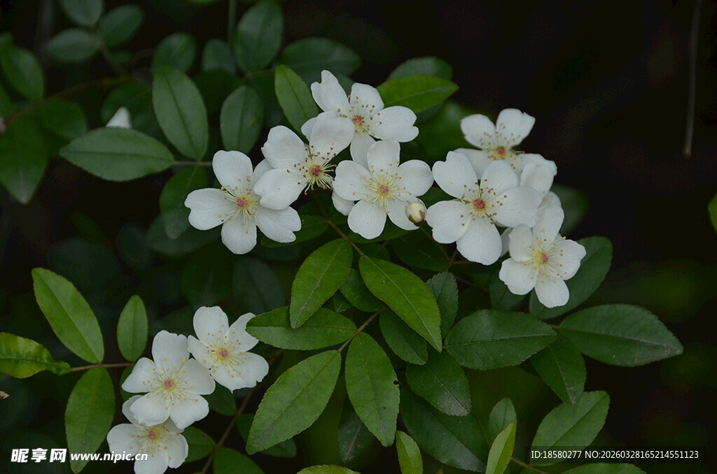洁白七里香绽放绿叶间