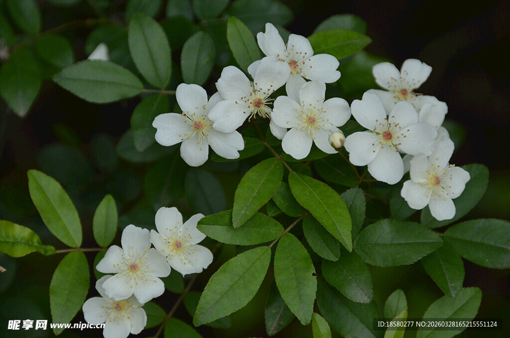 洁白七里香绽放绿叶间