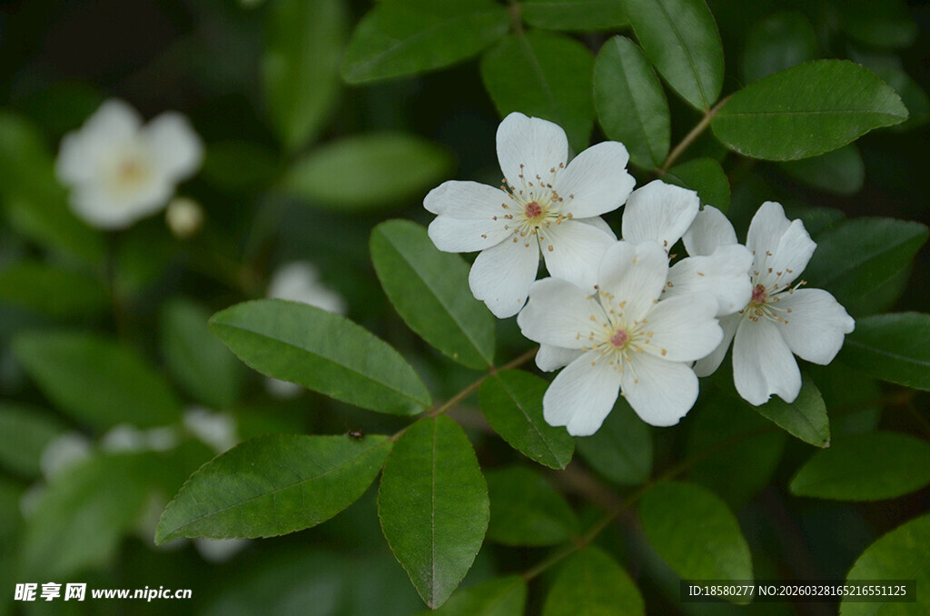 七里香白色小花绽放绿叶间