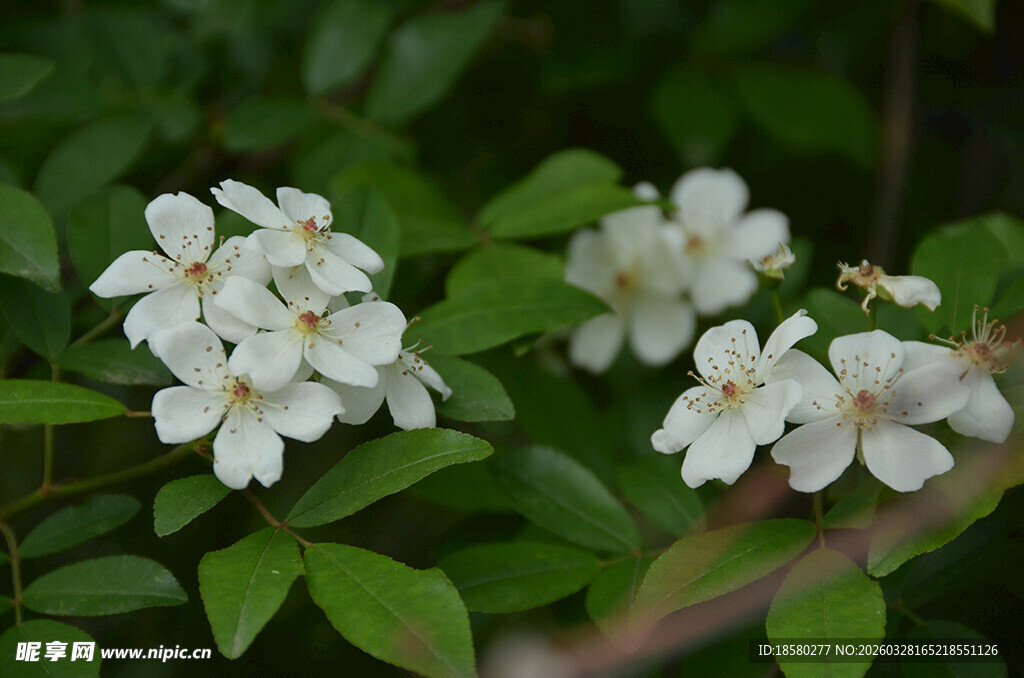 白色七里香小花绽放绿叶间