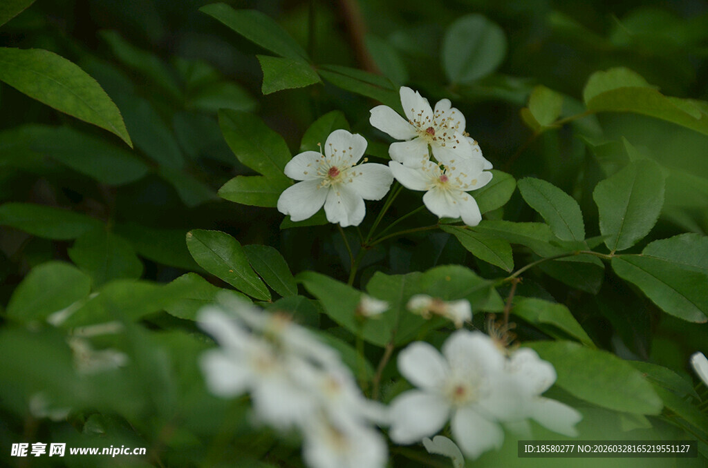 绿叶间绽放的白色七里香小花